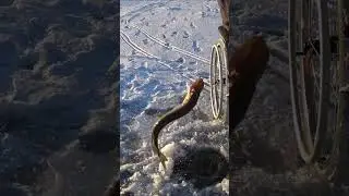 Кыста Шортан аулау 
