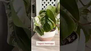 #монстера #альба #ароидные #уходзарастениями #домашниерастения #комнатныецветы #цветыдома