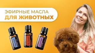 Эфирные масла для животных I Ксения Шардт I Ароматерапия