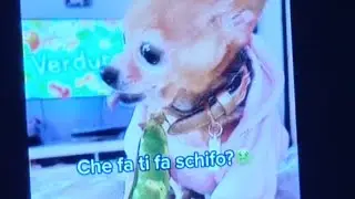 Muerde Tuti Chihuahua