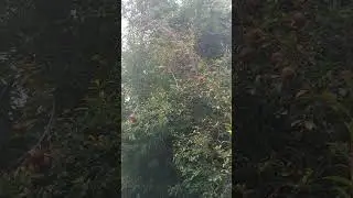 Гранаты в Батуми