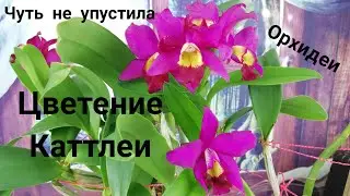 Орхидеи. Зацвела Каттлея Ивана Орхина. А я и не заметила у неё цветонос. Так все быстро произошло.