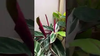 Цветочки мои | домашние растения | коллекция растений
