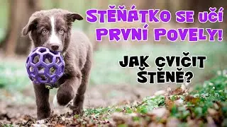 Moje ŠTĚNĚ se učí PRVNÍ POVELY | Výcvik štěňátka, 3 měsíce