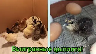 Кто вылупился из выигранных яиц?