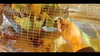 Крысы прирученные