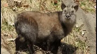 最近のカモシカ。