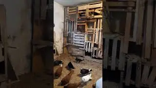 Stawak polski 