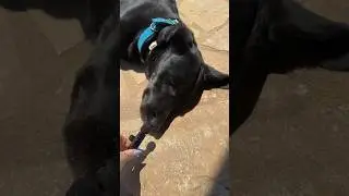 greece dog asmr 🇬🇷🐶 #asmr #asmrdog #asmrshorts