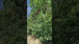 Вишня вишня, красная вишня. #Молдова