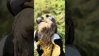 Turmfalke rauslassen - Autounfall überlebt 😱 und jetzt wieder frei 🥰 #falknerei #wildtierhilfe