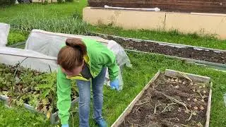 Когда убирать (снимать) репчатый лук?