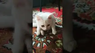 как стать котиком инструкция