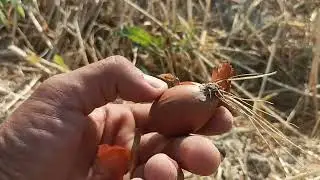 Piyoz CHoʻta Xafa bu yil