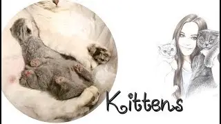 ❤️НОВОРОЖДЕННЫЕ ШОТЛАНДСКИЕ КОТЯТА❤️СОН МИЛЫХ КОТЯТ❤️CUTE KITTENS❤️