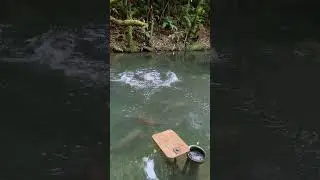 the trout/amazing trout