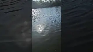 Gator Time (1)
