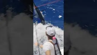 Backing down on MASSIVE sailfish in Miami! 