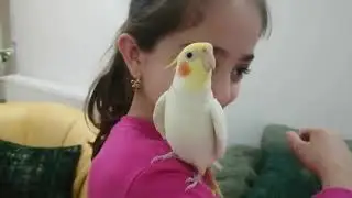 Konuşan sultan papağanı ŞAKİRRR