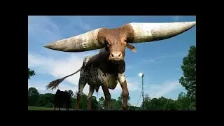 Дунёдаги Энг Шохи КАТТА ХАЙВОНЛАР . КУРИБ ШОК БОЛДИМ