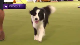 Border Collies | Breed Judging 2024