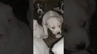 #гампр