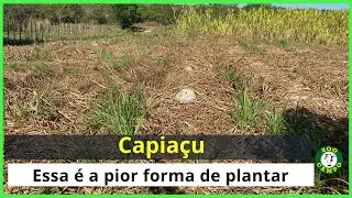 Forma errada de plantar o capiaçu