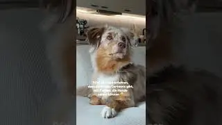 Probiert das auch unbedingt!! 🥹🐶😂