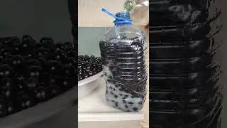 jabuticaba liqueur, homemade liqueur