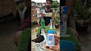 कबूतर के कीड़ो का इलाज 👍 | #pigeontips #pigeon #kabootar #shortsfeed #shorts