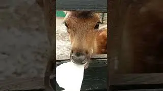 Оленёнок