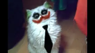 Like a boss - Cute & Funny Cat Videos Compilation