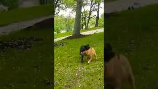 Labrador puppies playing