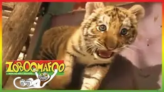 🐆 Zoboomafoo 132 | Spots And Stripes | Animal shows for kids | Full Episode | HD 🐆