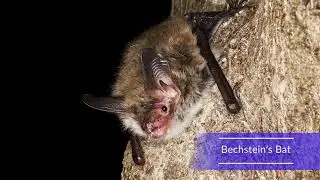 Understanding Bats and how to manage their habitats
