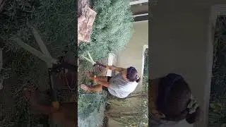 Trimming the plants