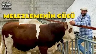 MELEZLEMENİN GÜCÜ! 