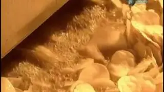 Как делают чипсы на заводе
