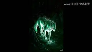 Для тех кто  любит волков 🐺🐺🐺🐺