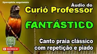 #Curío