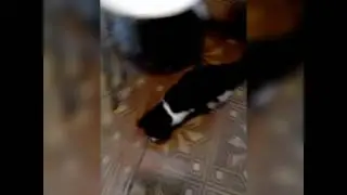 Киска зажигает под музыку!!!