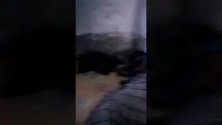detik detik orang di gorok