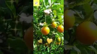 BÀI THƠ QUẢ THỊ, DẠY TRẺ HỌC BÀI THƠ QUẢ THỊ, GIÚP BÉ HỌC GIỎI VÀ THÔNG MINH, A BỜ CỜ TV123