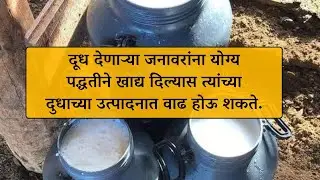 दूध देणाऱ्या जनावरांना योग्य पद्धतीने खाद्य दिल्यास त्यांच्या दुधाच्या उत्पादनात वाढ होऊ शकते.