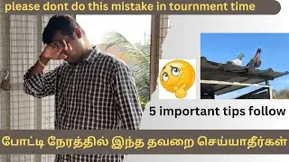 Don’t do this mistake in tournament time at your pigeon || best 5 tips || #pigeon #petsworld #love