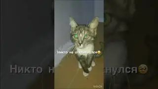 🔴Это Ваш Котенок Бродит по Подъезду??! Кошки Задонского монастыря.