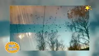 Нашествие воронов
