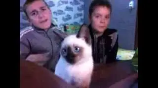 Кайен