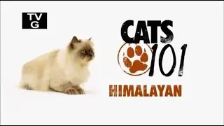 Гималайская кошка 101kote.ru Himalayan 101cats