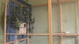 Видео о попугаях продолжатся через год ПРИШЛОСЬ ВСЕХ ОТДАТЬ
